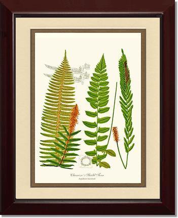 Chamisso Shield Fern Botanical Wall Art Print-Charting Nature