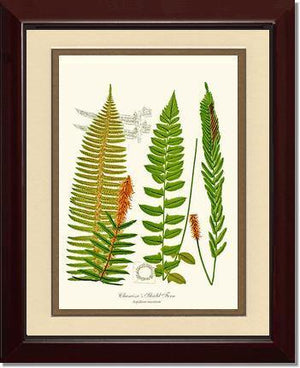 Chamisso Shield Fern Botanical Wall Art Print-Charting Nature