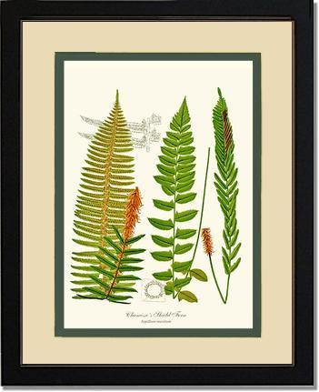 Chamisso Shield Fern Botanical Wall Art Print-Charting Nature
