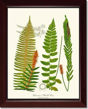 Chamisso Shield Fern Botanical Wall Art Print-Charting Nature