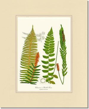 Chamisso Shield Fern Botanical Wall Art Print-Charting Nature