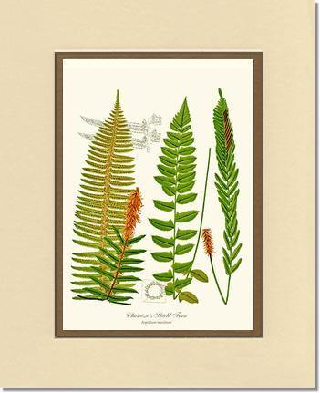 Chamisso Shield Fern Botanical Wall Art Print-Charting Nature