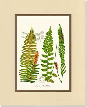 Chamisso Shield Fern Botanical Wall Art Print-Charting Nature