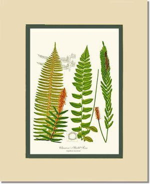 Chamisso Shield Fern Botanical Wall Art Print-Charting Nature