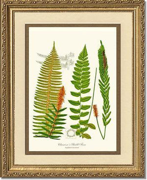 Chamisso Shield Fern Botanical Wall Art Print-Charting Nature