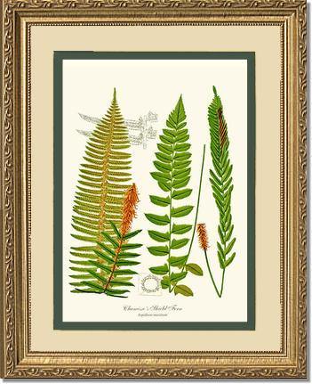 Chamisso Shield Fern Botanical Wall Art Print-Charting Nature