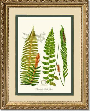 Chamisso Shield Fern Botanical Wall Art Print-Charting Nature