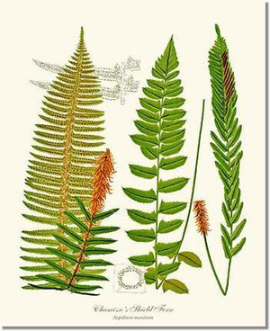 Chamisso Shield Fern Botanical Wall Art Print-Charting Nature