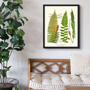 Chamisso Shield Fern Botanical Wall Art Print-Charting Nature