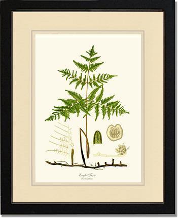 Eagle Fern Botanical Wall Art Print-Charting Nature