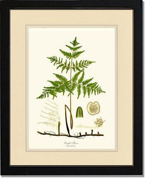 Eagle Fern Botanical Wall Art Print-Charting Nature