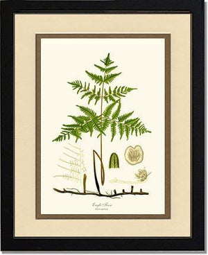Eagle Fern Botanical Wall Art Print-Charting Nature