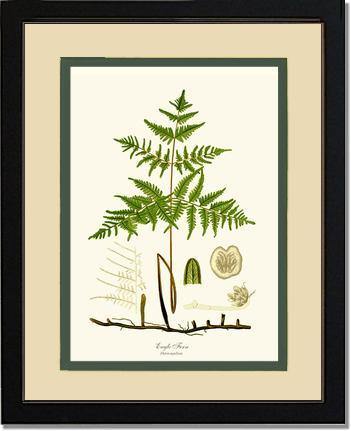 Eagle Fern Botanical Wall Art Print-Charting Nature