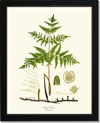 Eagle Fern Botanical Wall Art Print-Charting Nature