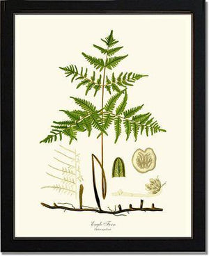 Eagle Fern Botanical Wall Art Print-Charting Nature