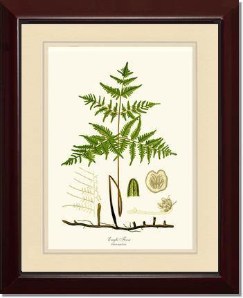 Eagle Fern Botanical Wall Art Print-Charting Nature