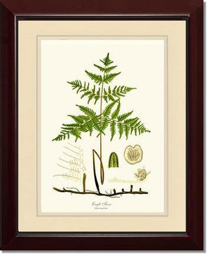 Eagle Fern Botanical Wall Art Print-Charting Nature