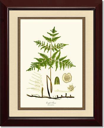 Eagle Fern Botanical Wall Art Print-Charting Nature