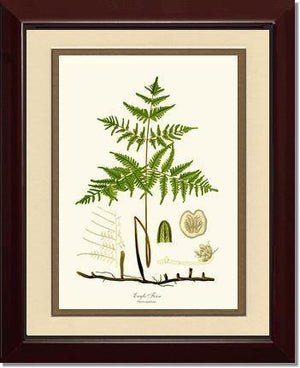 Eagle Fern Botanical Wall Art Print-Charting Nature