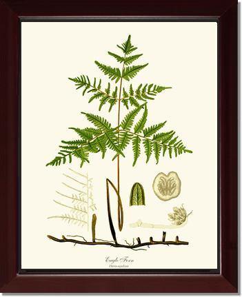 Eagle Fern Botanical Wall Art Print-Charting Nature