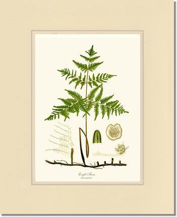 Eagle Fern Botanical Wall Art Print-Charting Nature