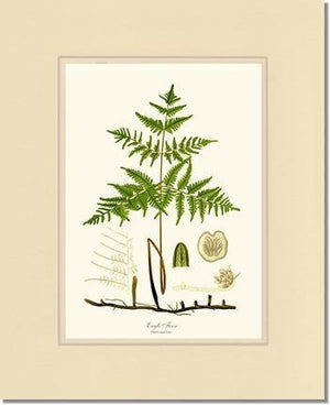 Eagle Fern Botanical Wall Art Print-Charting Nature