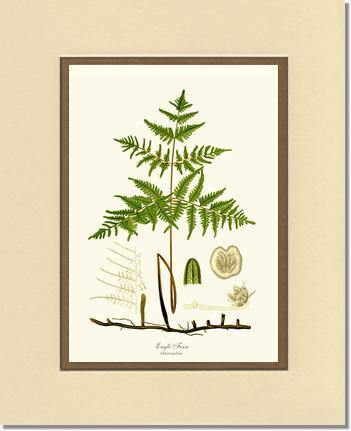 Eagle Fern Botanical Wall Art Print-Charting Nature