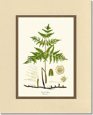 Eagle Fern Botanical Wall Art Print-Charting Nature