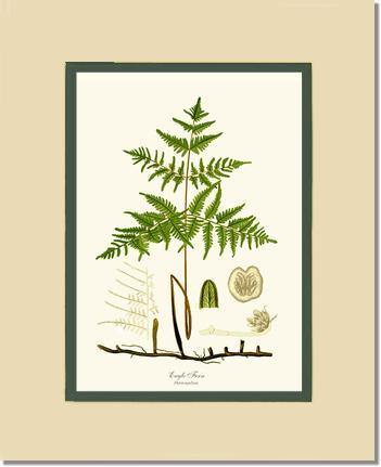Eagle Fern Botanical Wall Art Print-Charting Nature