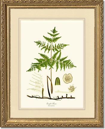 Eagle Fern Botanical Wall Art Print-Charting Nature