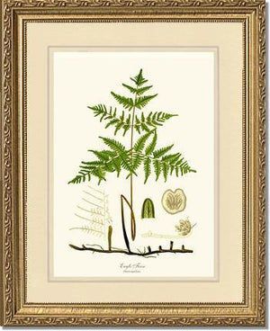 Eagle Fern Botanical Wall Art Print-Charting Nature