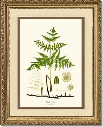Eagle Fern Botanical Wall Art Print-Charting Nature