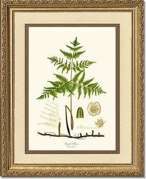 Eagle Fern Botanical Wall Art Print-Charting Nature