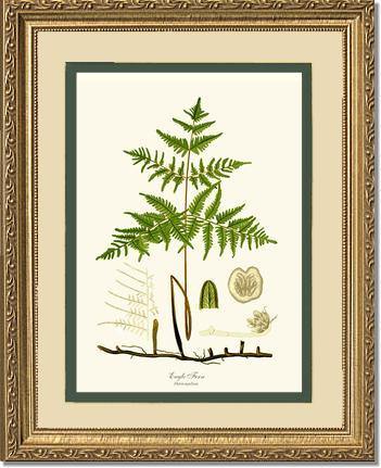 Eagle Fern Botanical Wall Art Print-Charting Nature