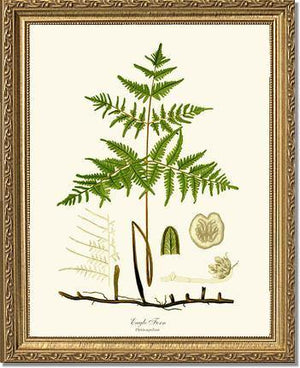 Eagle Fern Botanical Wall Art Print-Charting Nature