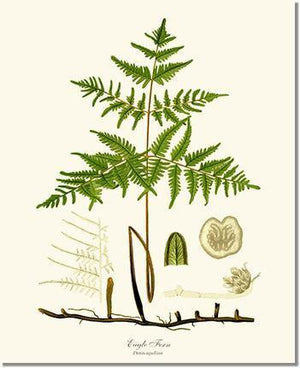 Eagle Fern Botanical Wall Art Print-Charting Nature