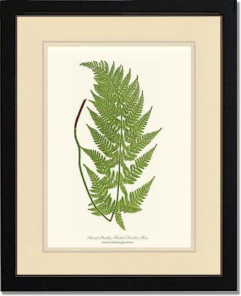 Broad prickly-toothed buckler fern Botanical Wall Art Print-Charting Nature