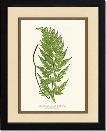 Broad prickly-toothed buckler fern Botanical Wall Art Print-Charting Nature