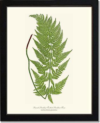 Broad prickly-toothed buckler fern Botanical Wall Art Print-Charting Nature