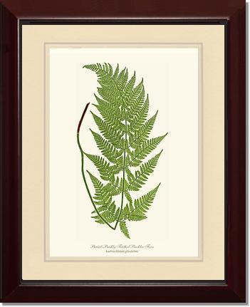 Broad prickly-toothed buckler fern Botanical Wall Art Print-Charting Nature