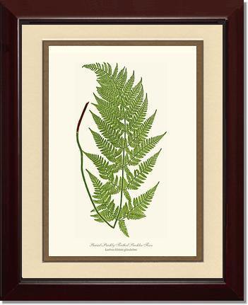 Broad prickly-toothed buckler fern Botanical Wall Art Print-Charting Nature