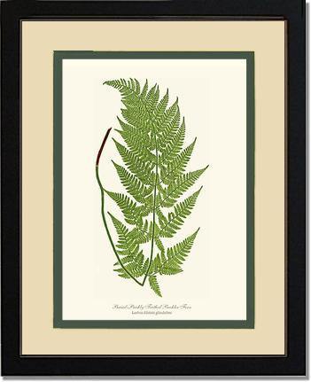 Broad prickly-toothed buckler fern Botanical Wall Art Print-Charting Nature