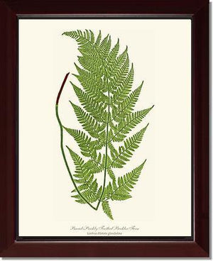 Broad prickly-toothed buckler fern Botanical Wall Art Print-Charting Nature