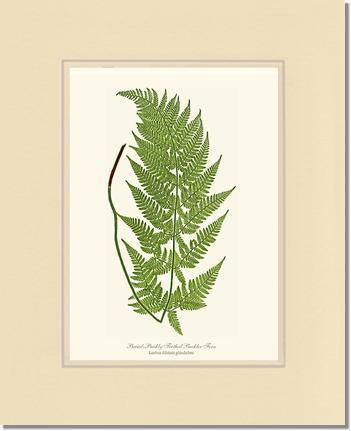Broad prickly-toothed buckler fern Botanical Wall Art Print-Charting Nature