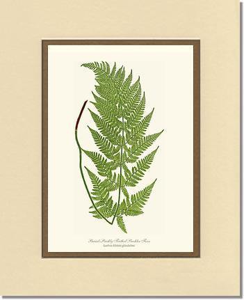 Broad prickly-toothed buckler fern Botanical Wall Art Print-Charting Nature