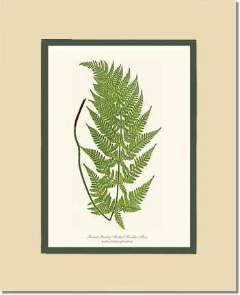 Broad prickly-toothed buckler fern Botanical Wall Art Print-Charting Nature