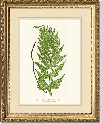 Broad prickly-toothed buckler fern Botanical Wall Art Print-Charting Nature
