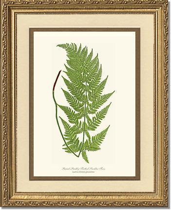 Broad prickly-toothed buckler fern Botanical Wall Art Print-Charting Nature
