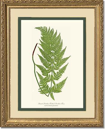 Broad prickly-toothed buckler fern Botanical Wall Art Print-Charting Nature