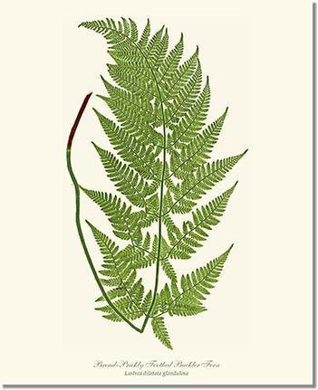 Broad prickly-toothed buckler fern Botanical Wall Art Print-Charting Nature